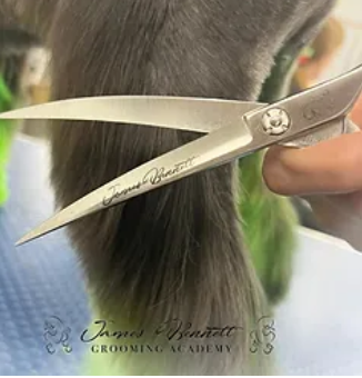 Why James Bennett Scissors are the Top Choice for Grooming Professionals